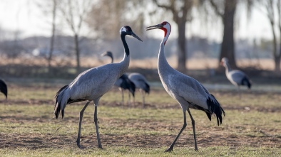 cranes roost park