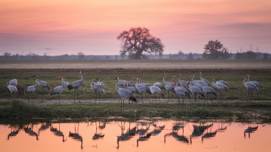 cranes roost